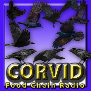 Michael Olson Food Chain Radio – Conquering Corvidae – Can anyone control the Crows?