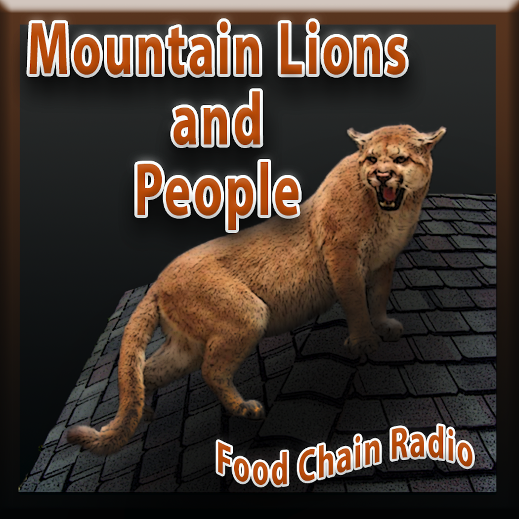 Michael Olson Food Chain Radio – Can people and mountain lions just get along?