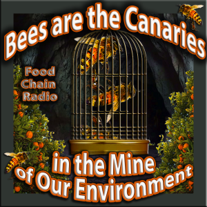 Michael Olson Food Chain Radio - Bees and Pollinators: Bees are the Canaries in the Mine of Our Environment.