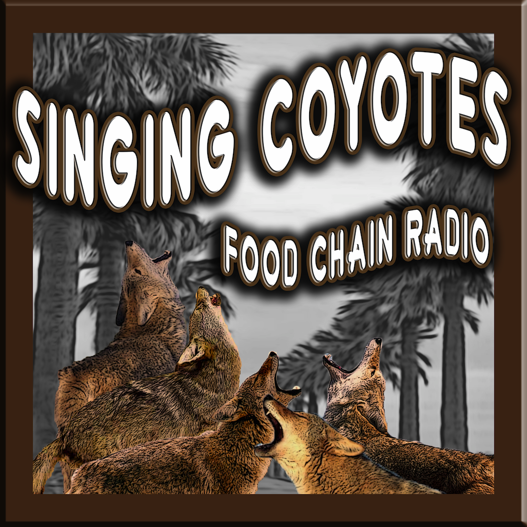 Michael Olson Food Chain Radio – Coyotes Moving into Town! How many coyotes should people allow into the city?