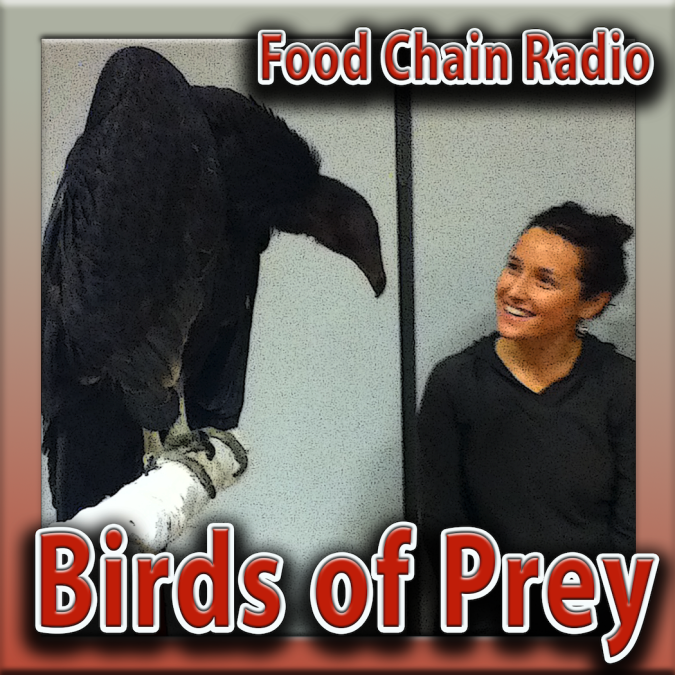 Michael Olson Food Chain Radio – Birds of Prey!