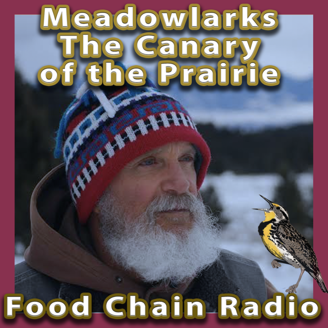 Michael Olson Food Chain Radio - Meadowlark - The Canary of the Prairie Guest: John Marzluff, Emeritus Professor of Forest Sciences