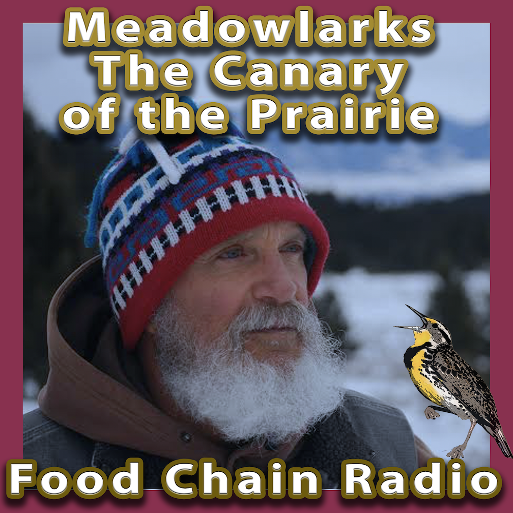 Michael Olson Food Chain Radio - Meadowlark - The Canary of the Prairie Guest: John Marzluff, Emeritus Professor of Forest Sciences