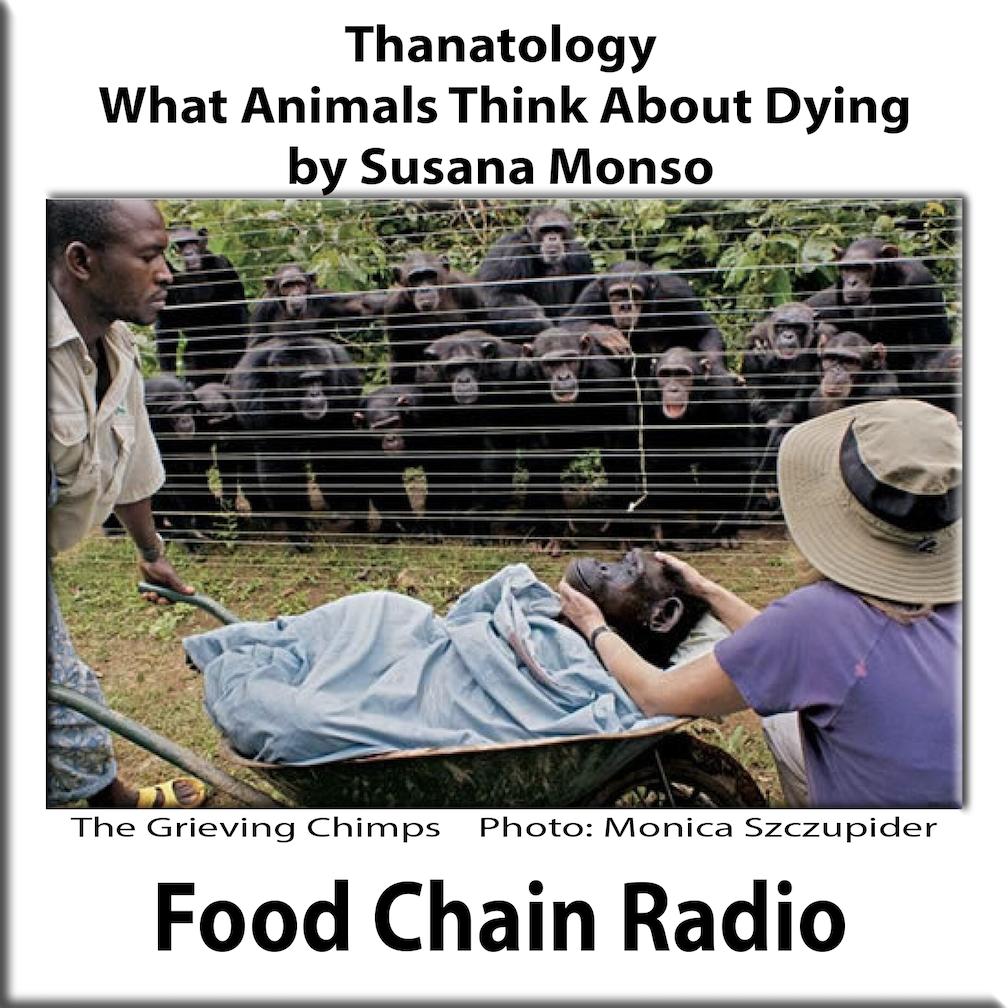 Michael Olson Food Chain Radio - Thanatology and What Animals Think About Dying